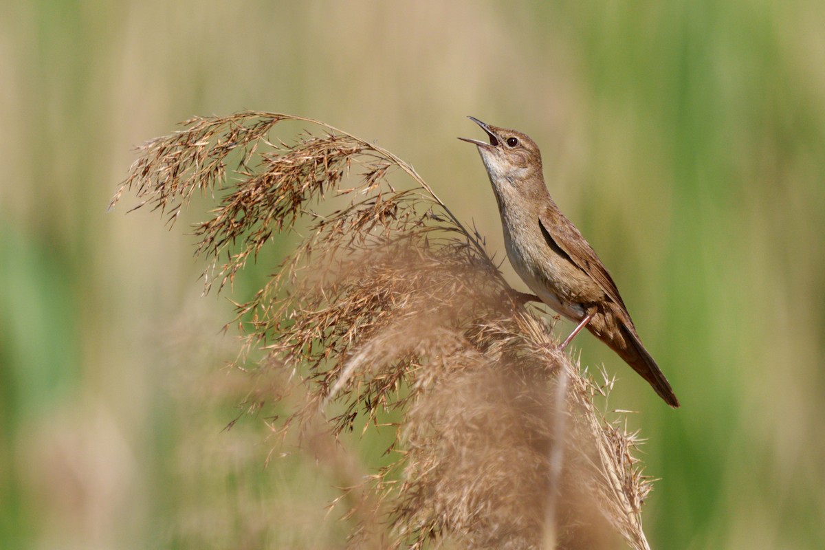 Savi's Warbler - ML618803006