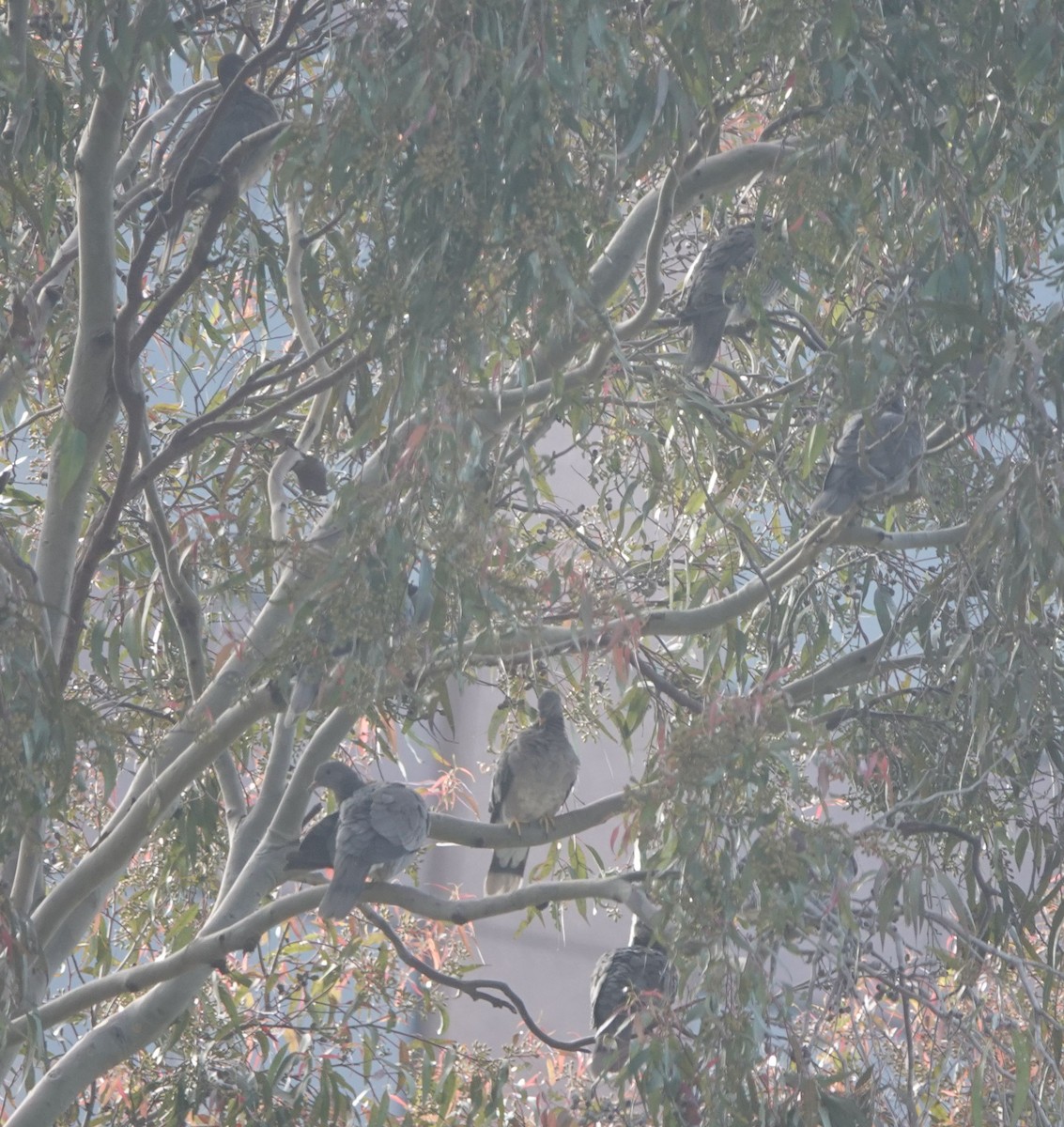 Band-tailed Pigeon - Brad Rumble