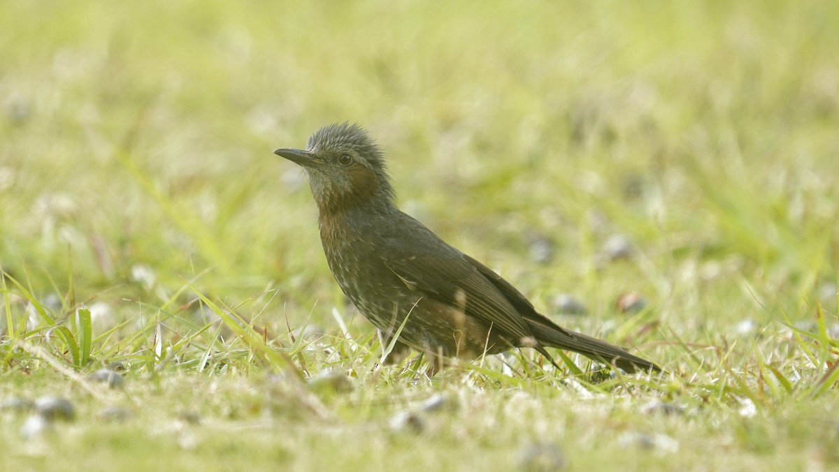 Brown-eared Bulbul - 父島 迷鳥