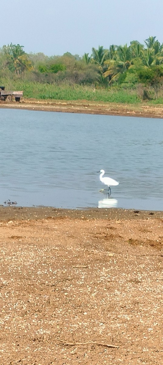 Little Egret - ML618803060