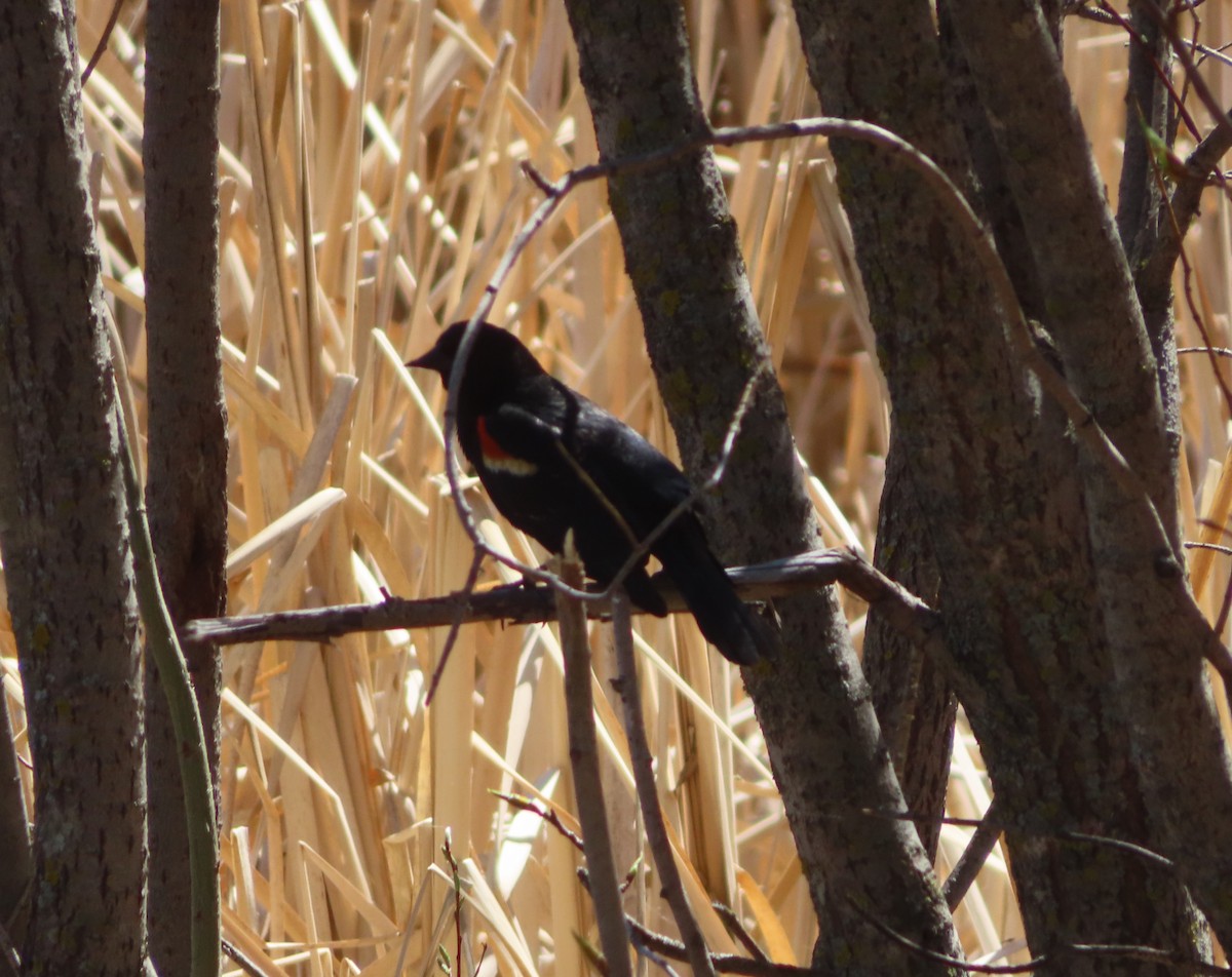 Red-winged Blackbird - Violet Kosack