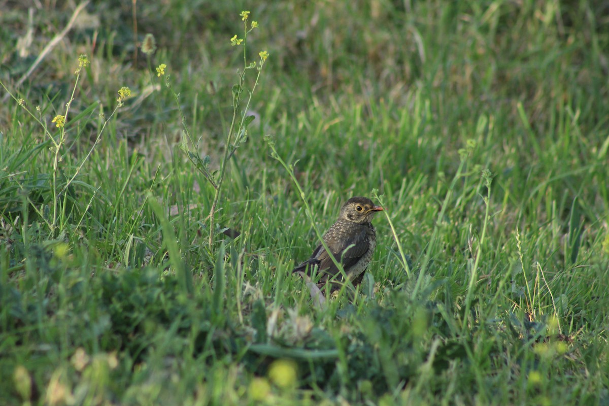 Austral Thrush - Ailinne Tapia Toledo