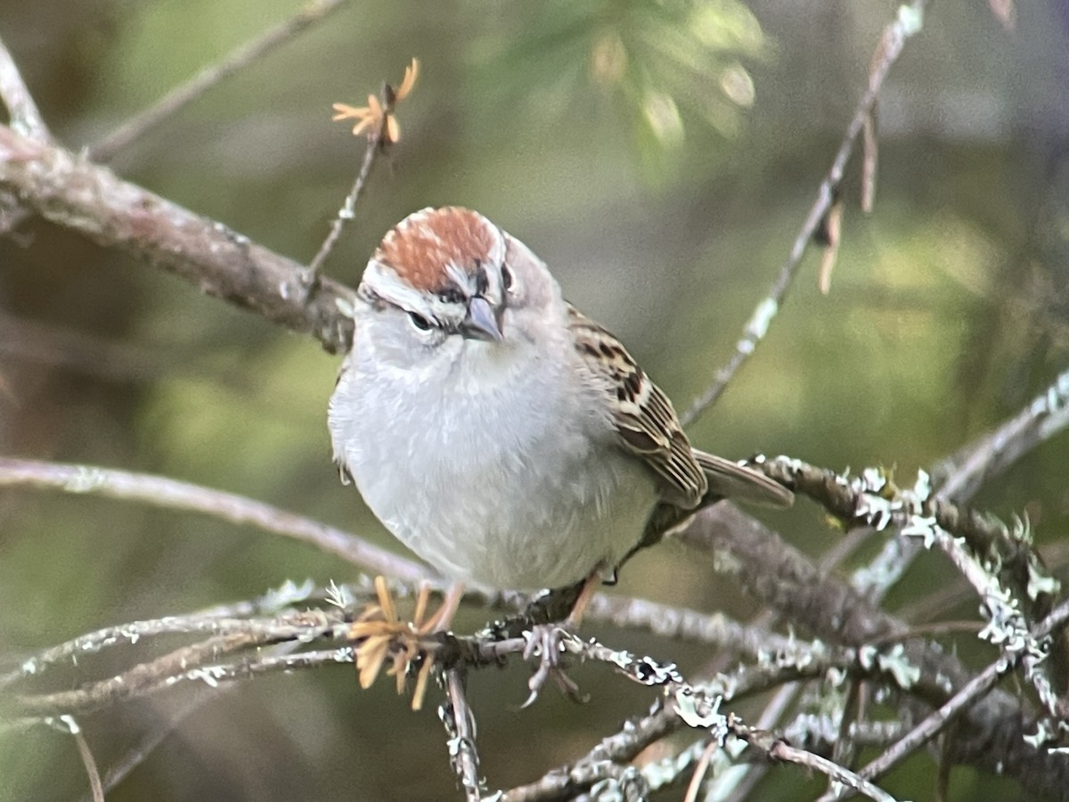 Chipping Sparrow - ML618803085