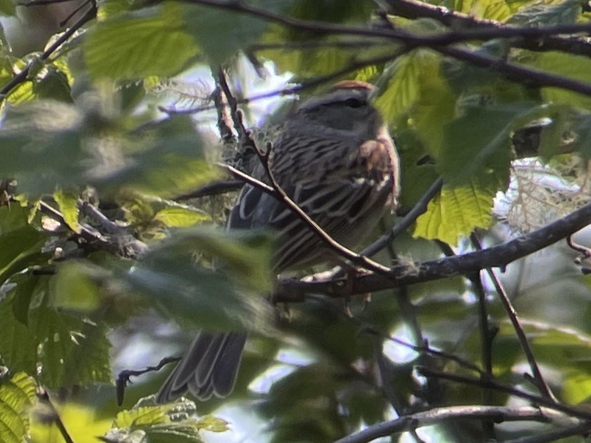 Chipping Sparrow - ML618803086