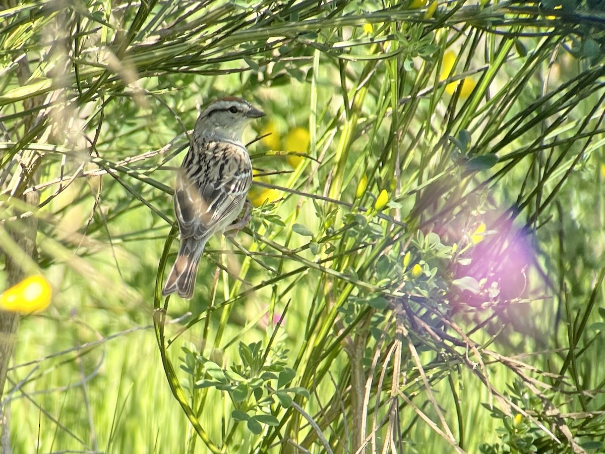 Chipping Sparrow - ML618803087