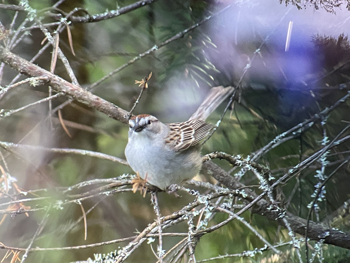 Chipping Sparrow - ML618803088