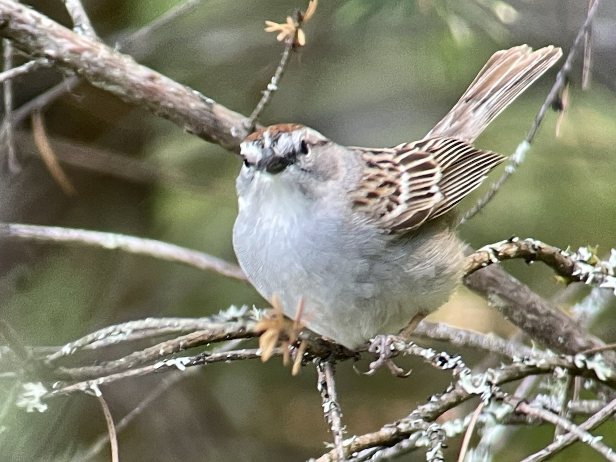 Chipping Sparrow - ML618803089