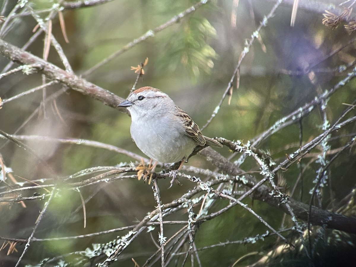 Chipping Sparrow - ML618803090