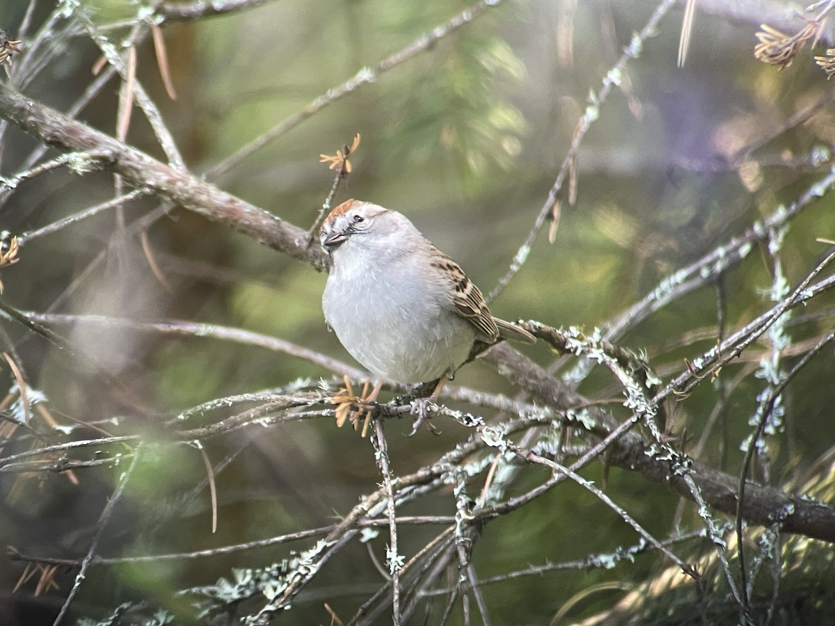 Chipping Sparrow - ML618803091
