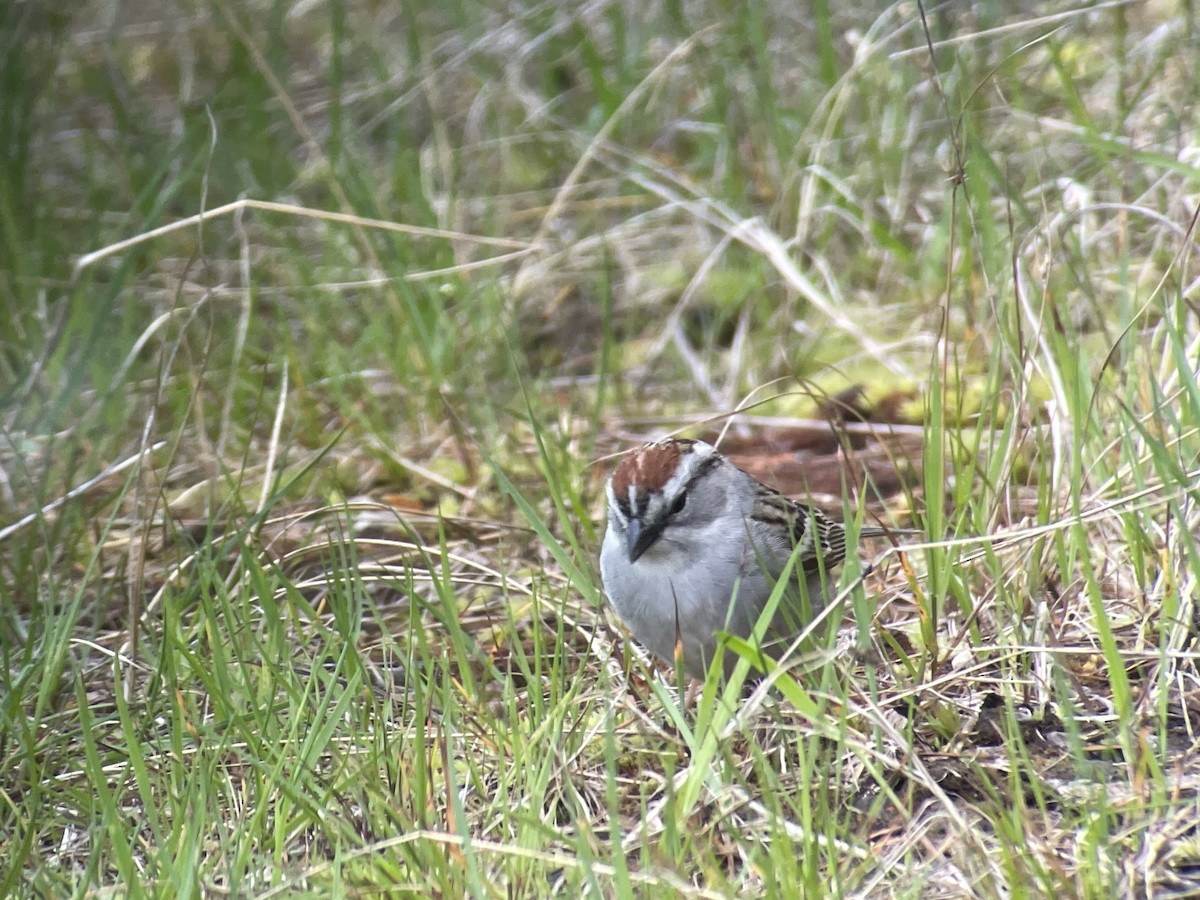 Chipping Sparrow - ML618803092