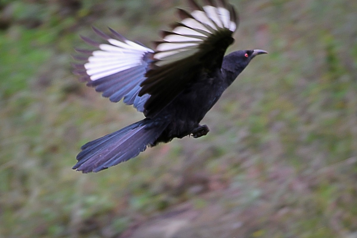 White-winged Chough - John Formosa