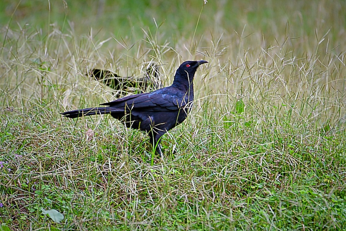 White-winged Chough - John Formosa