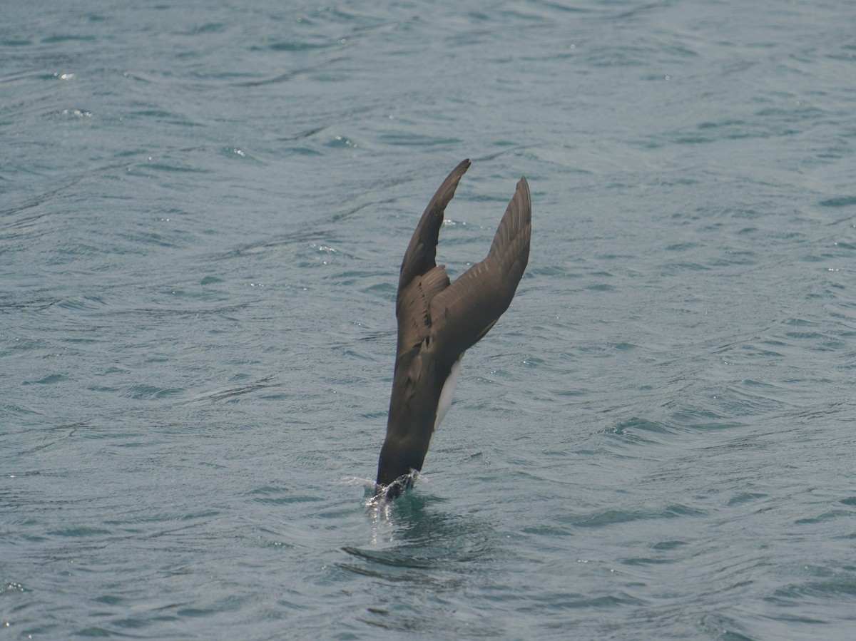 Brown Booby - 父島 迷鳥