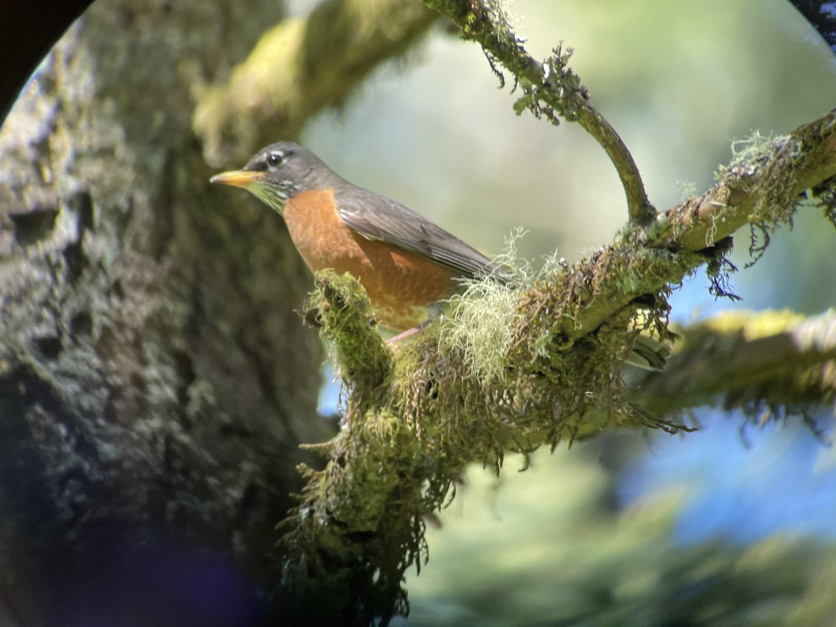 American Robin - ML618803105