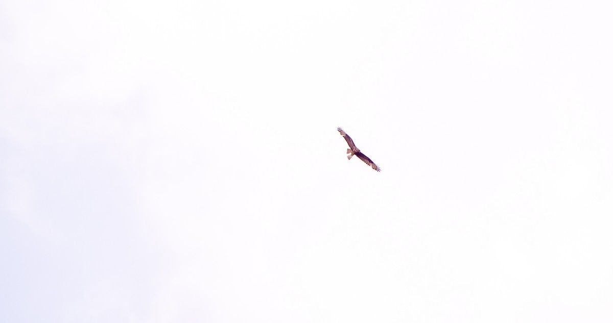 Common Buzzard - Georgy Schnipper