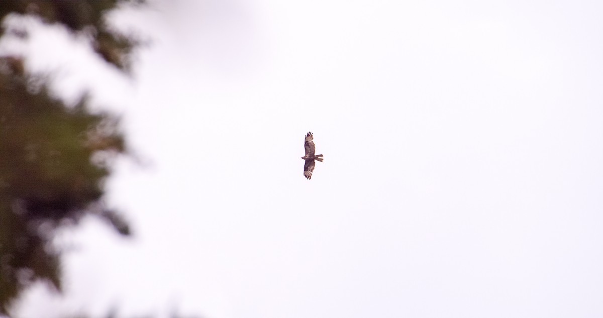 Common Buzzard - Georgy Schnipper