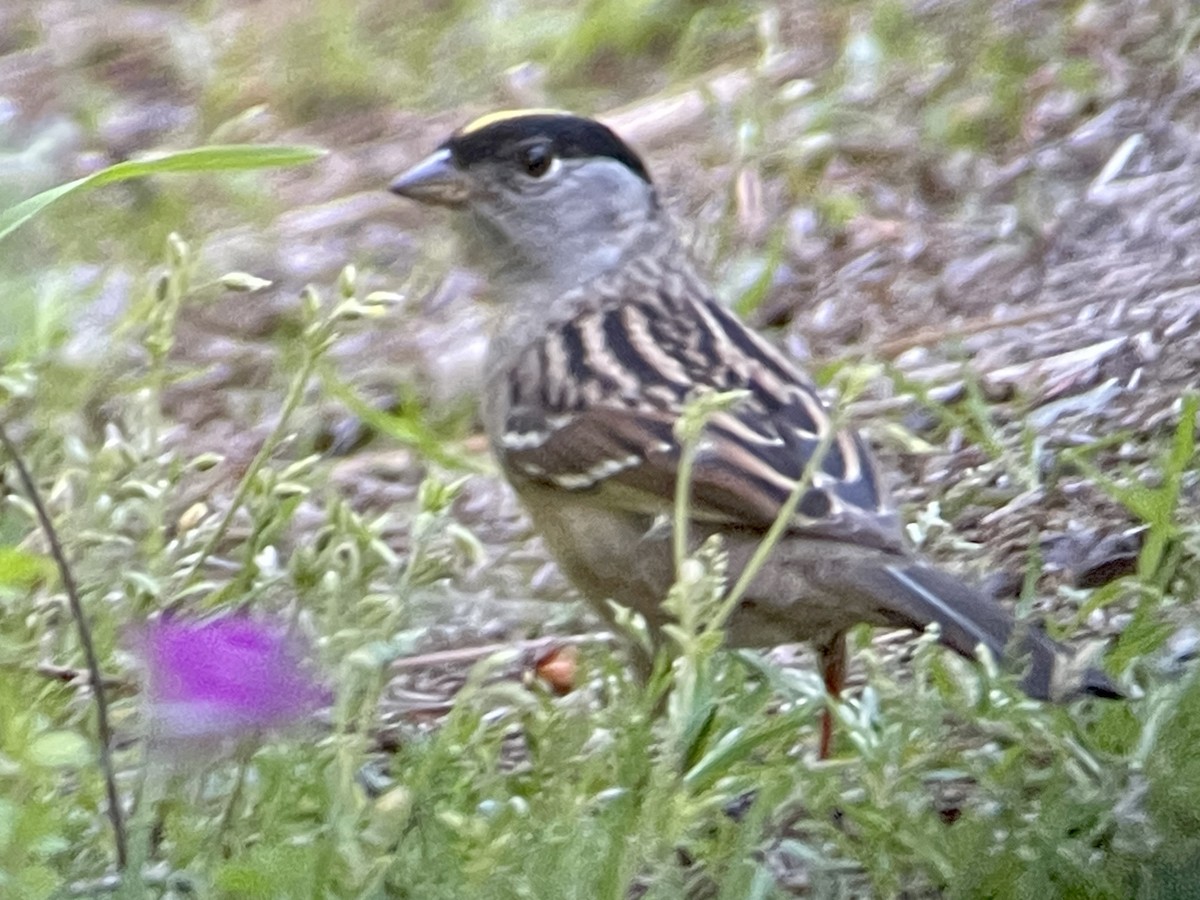 Golden-crowned Sparrow - Craig R Miller