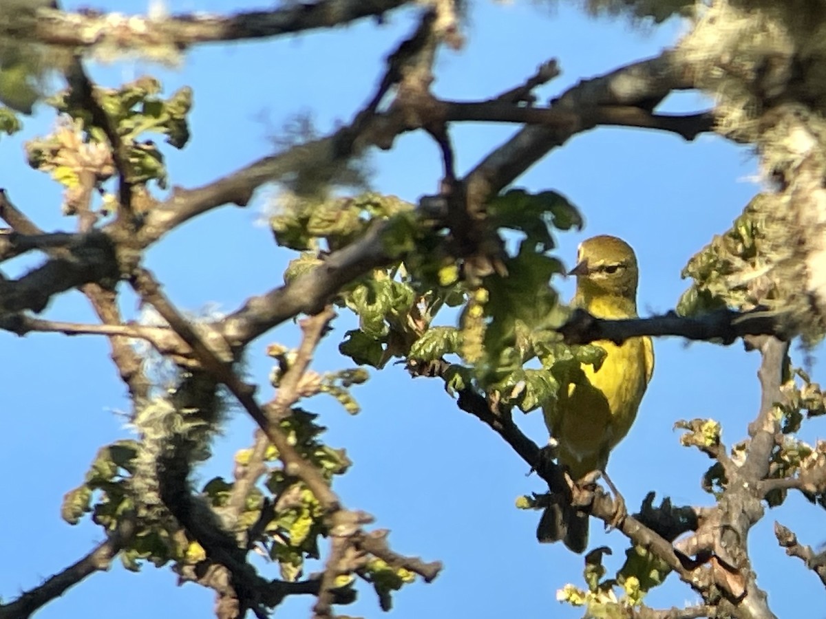 Orange-crowned Warbler - Craig R Miller