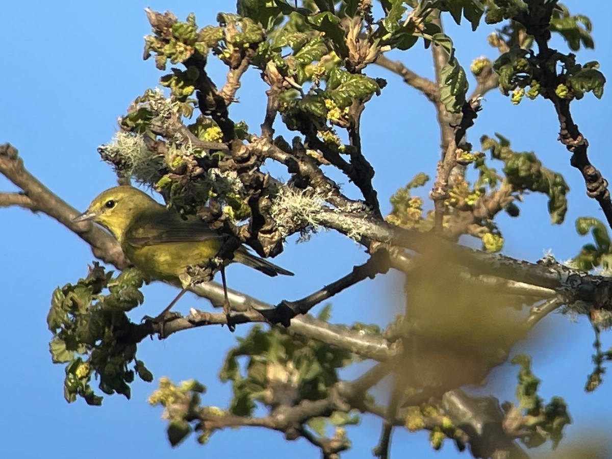 Orange-crowned Warbler - Craig R Miller