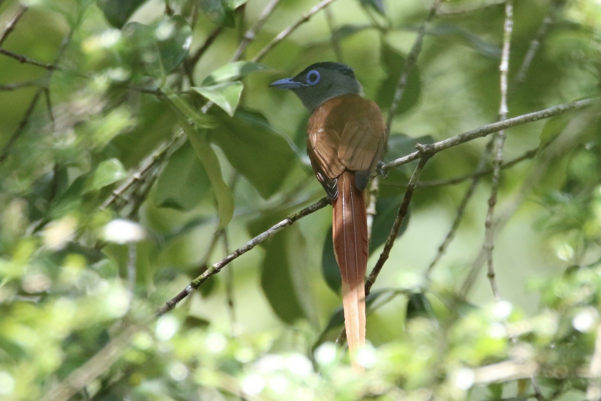 Blyth's Paradise-Flycatcher - ML618803163