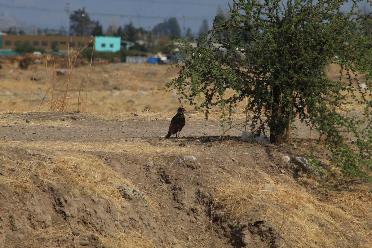 Chimango Caracara - Ailinne Tapia Toledo