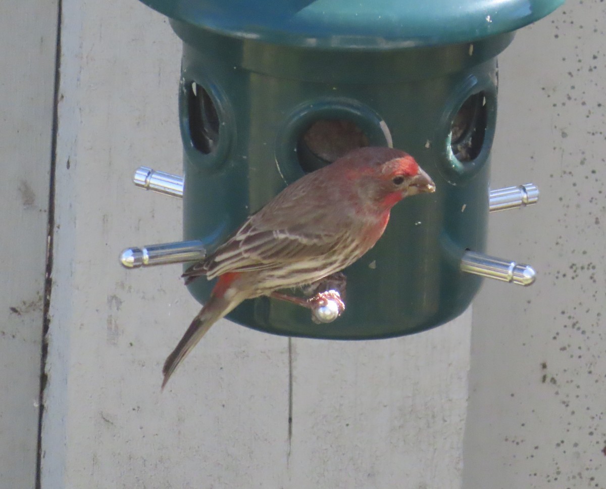 House Finch - Violet Kosack