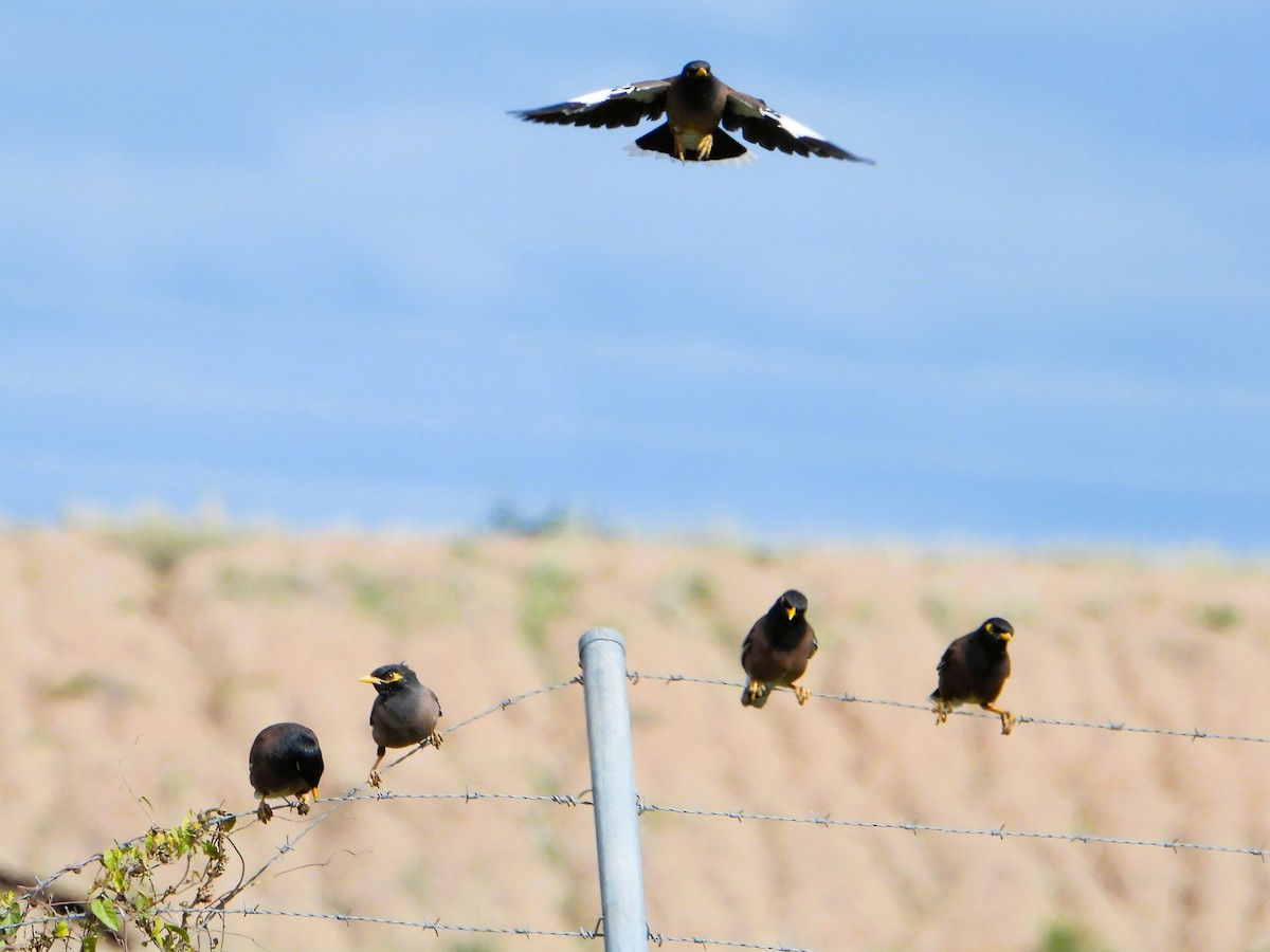 Common Myna - Leonie Beaulieu