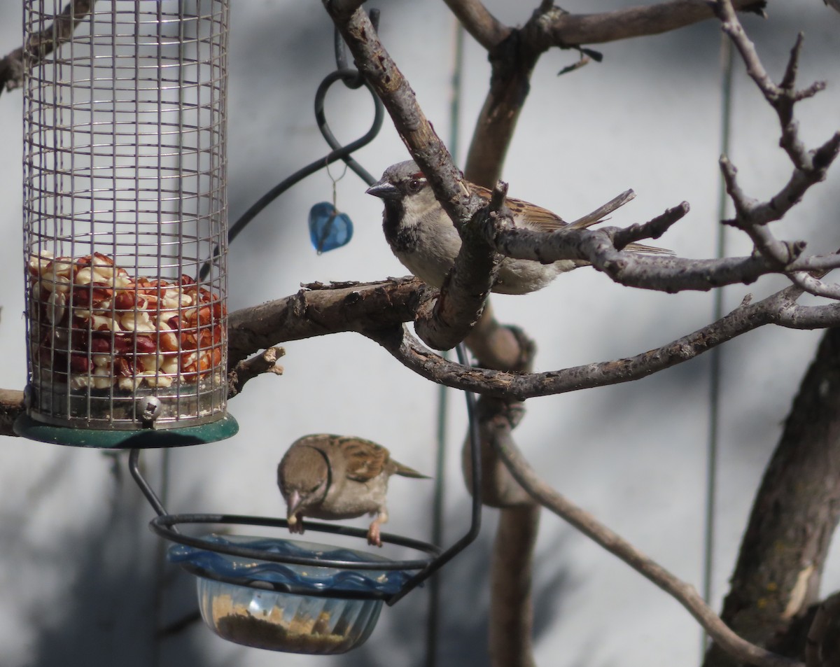 House Sparrow - Violet Kosack