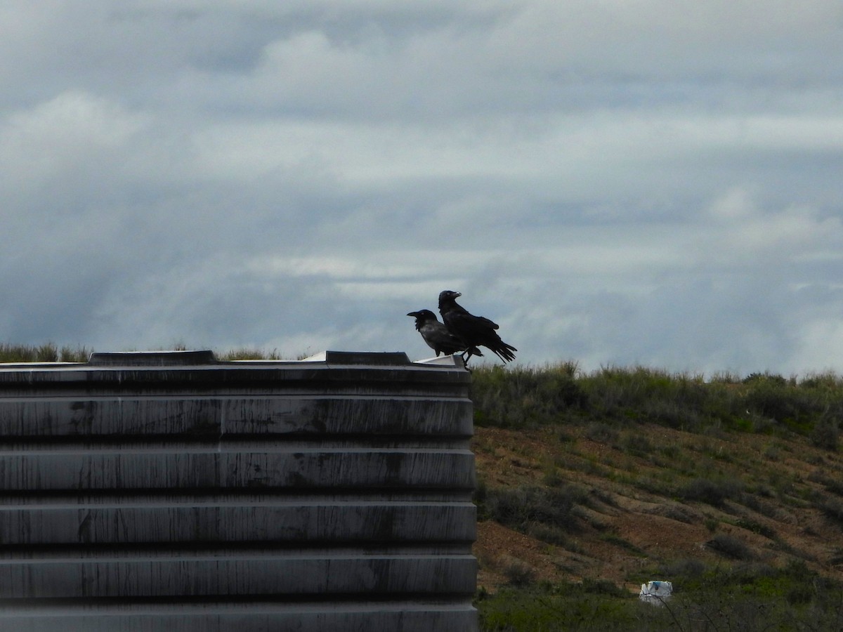 Australian Raven - Leonie Beaulieu