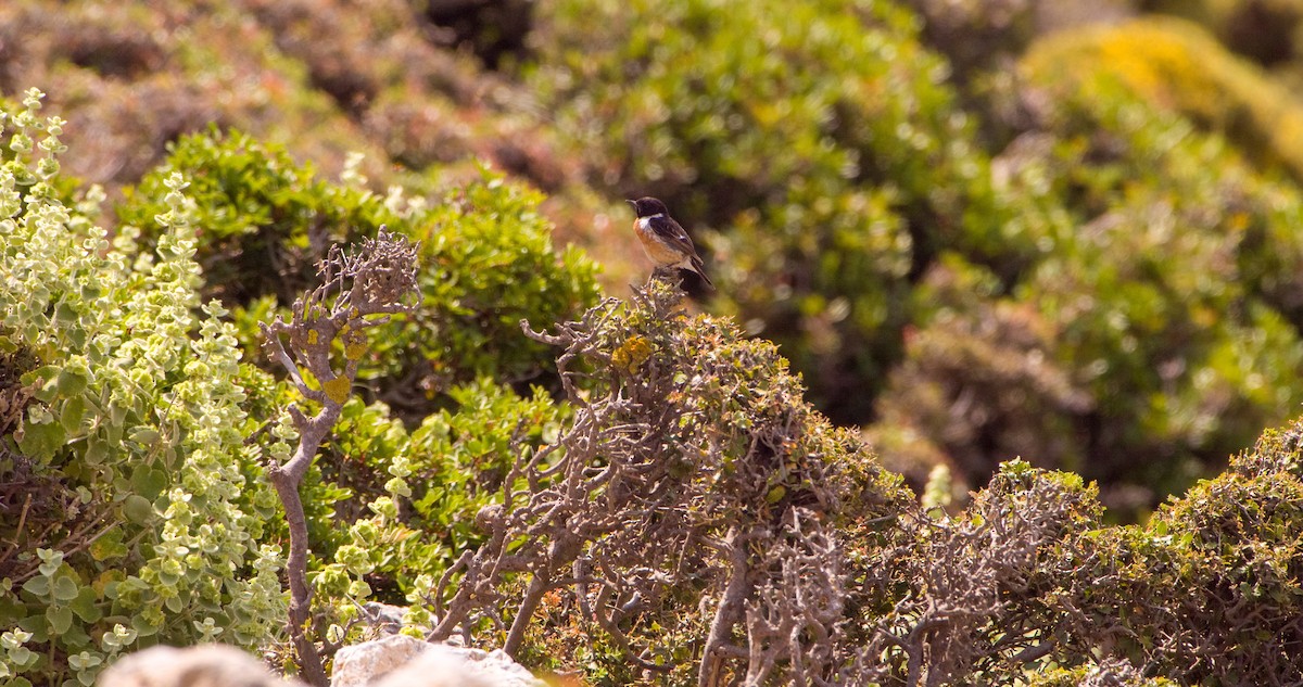 European Stonechat - Georgy Schnipper