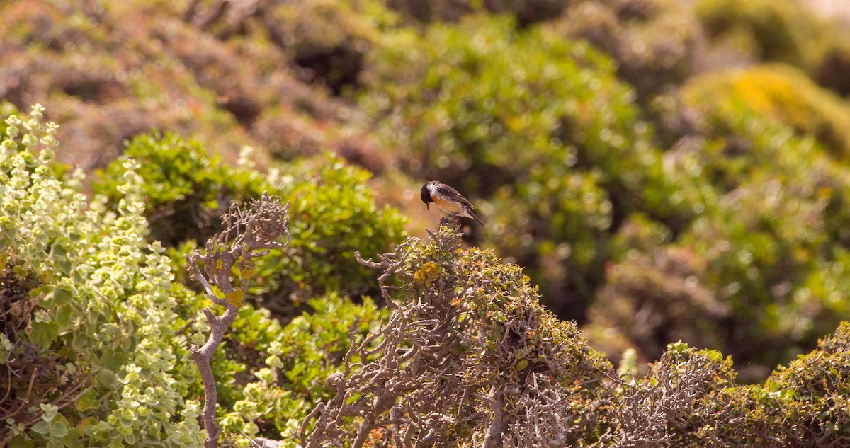 European Stonechat - Georgy Schnipper