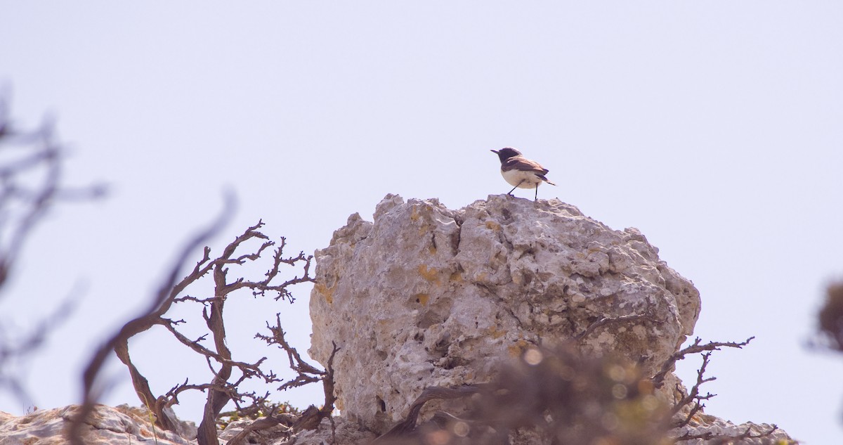 Eastern Black-eared Wheatear - Georgy Schnipper