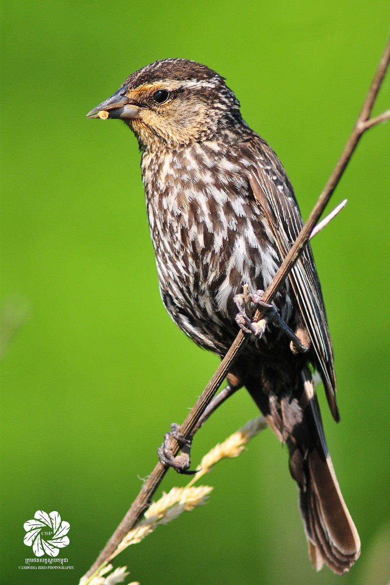 Song Sparrow - Se Chea