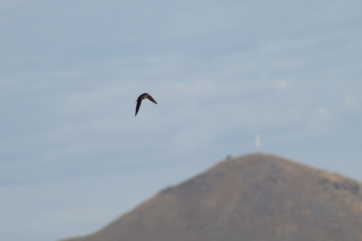 Chilean Swallow - Ailinne Tapia Toledo