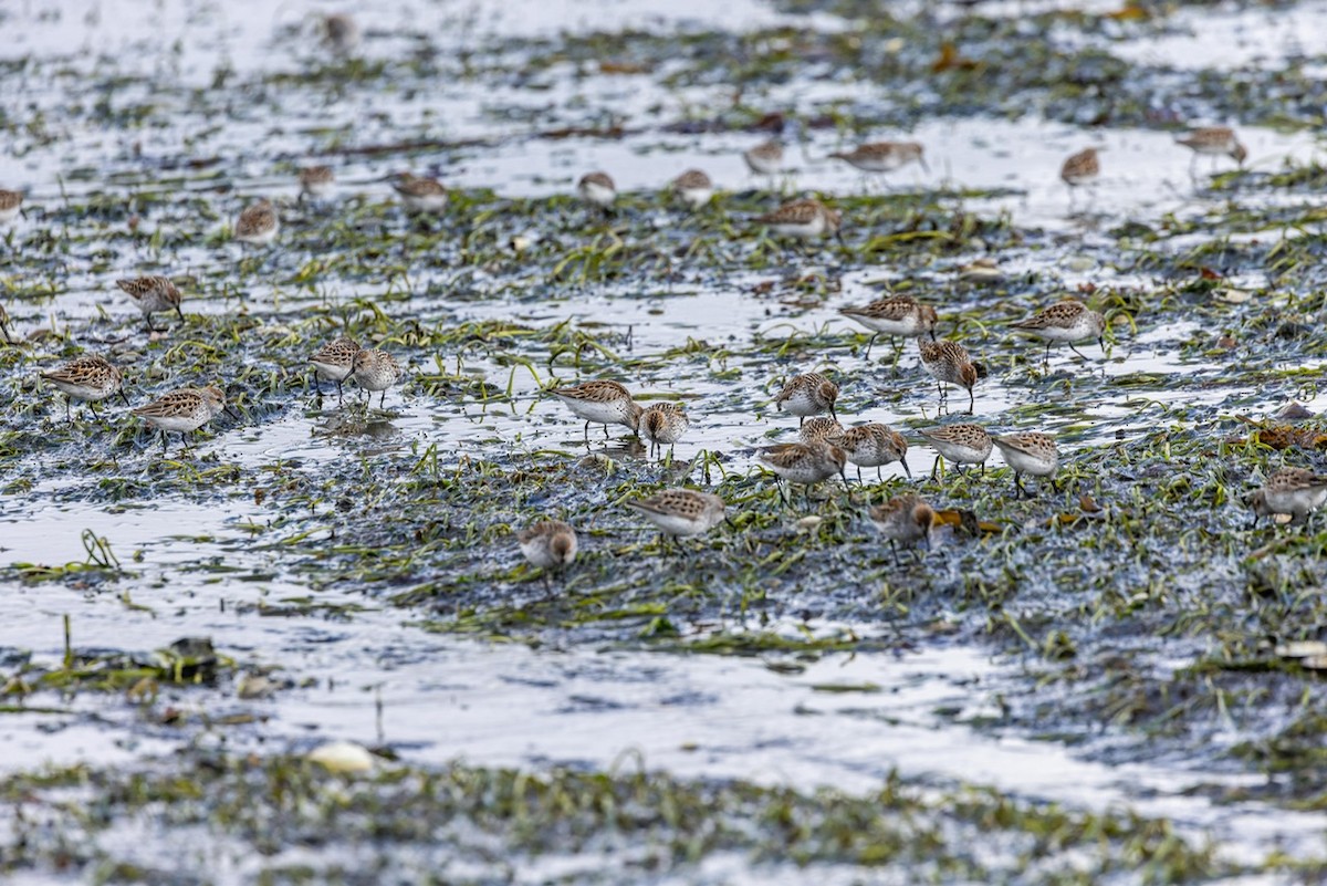 Western Sandpiper - Denise Turley