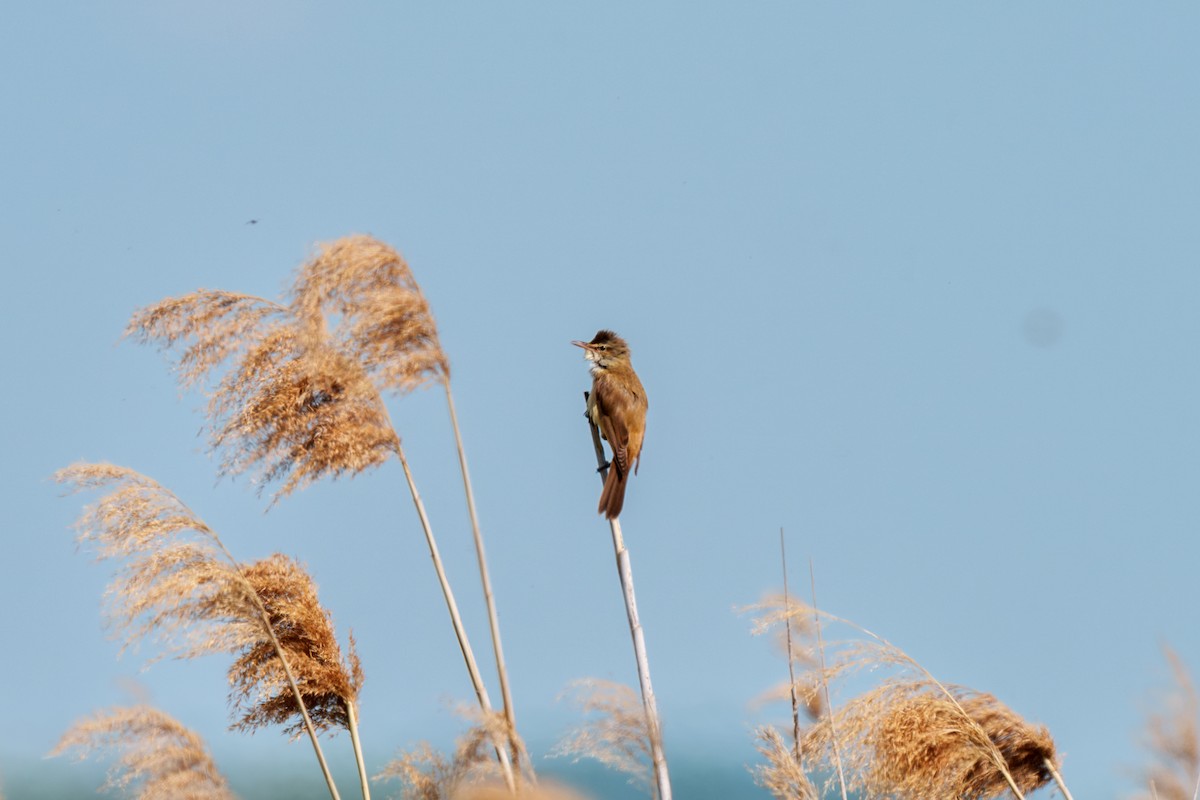 Great Reed Warbler - ML618803292