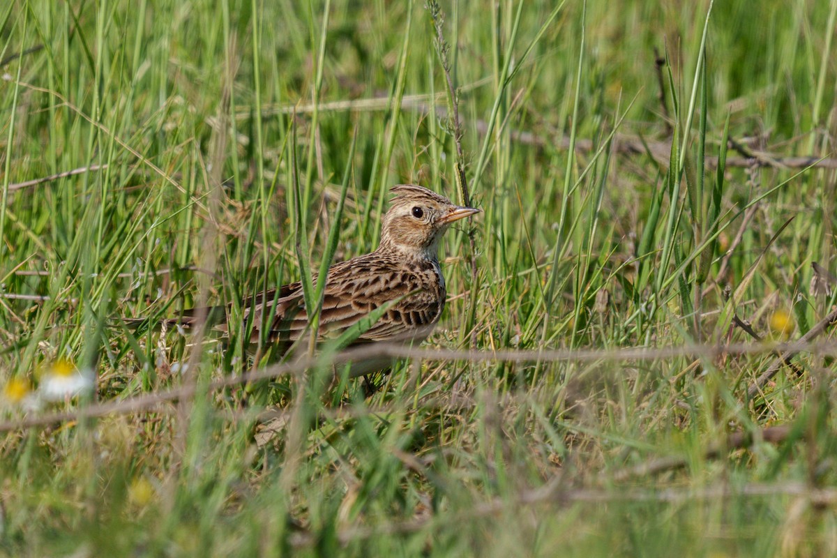 Eurasian Skylark (European) - ML618803294