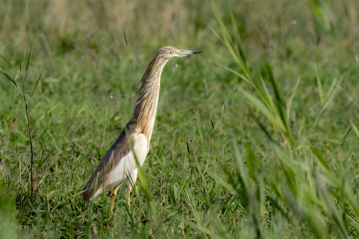 Squacco Heron - ML618803296