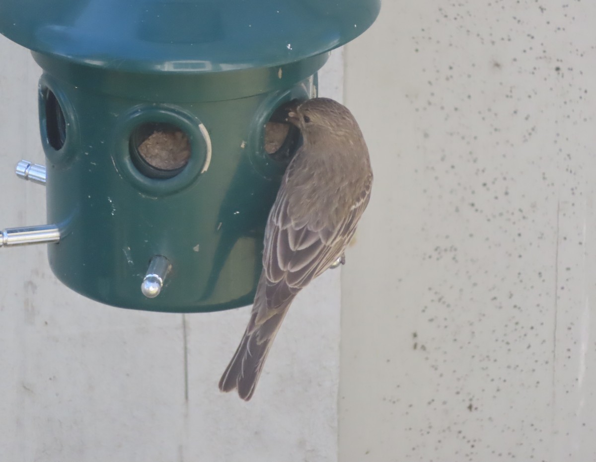 House Finch - Violet Kosack