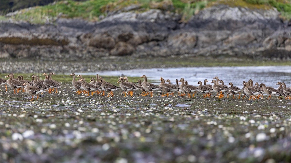 Greater White-fronted Goose - Denise Turley