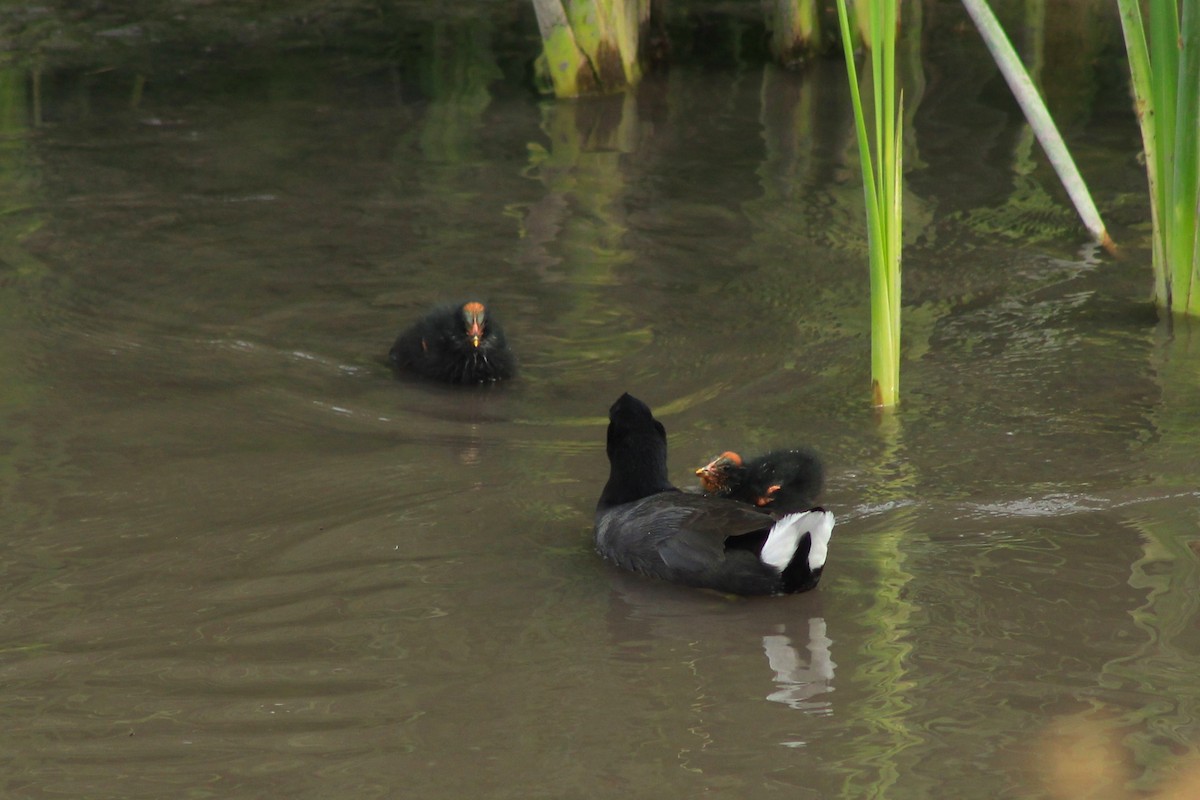 Red-fronted Coot - Ailinne Tapia Toledo