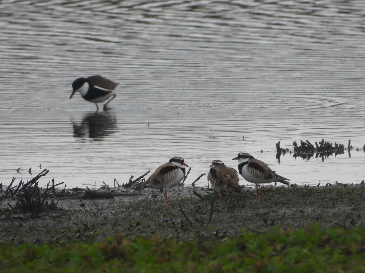 Black-fronted Dotterel - Rodney Macready