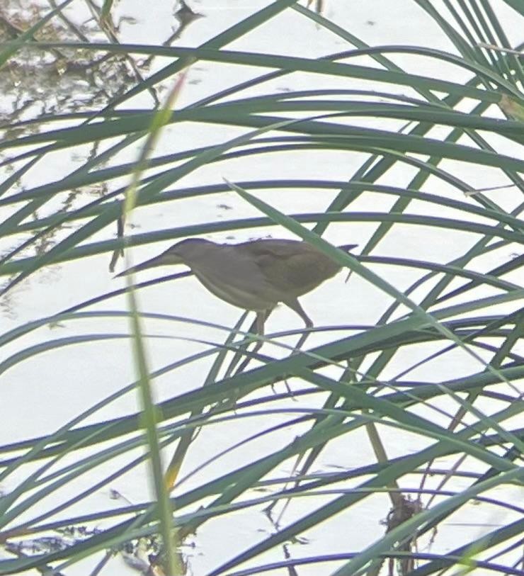 Yellow Bittern - ML618803320