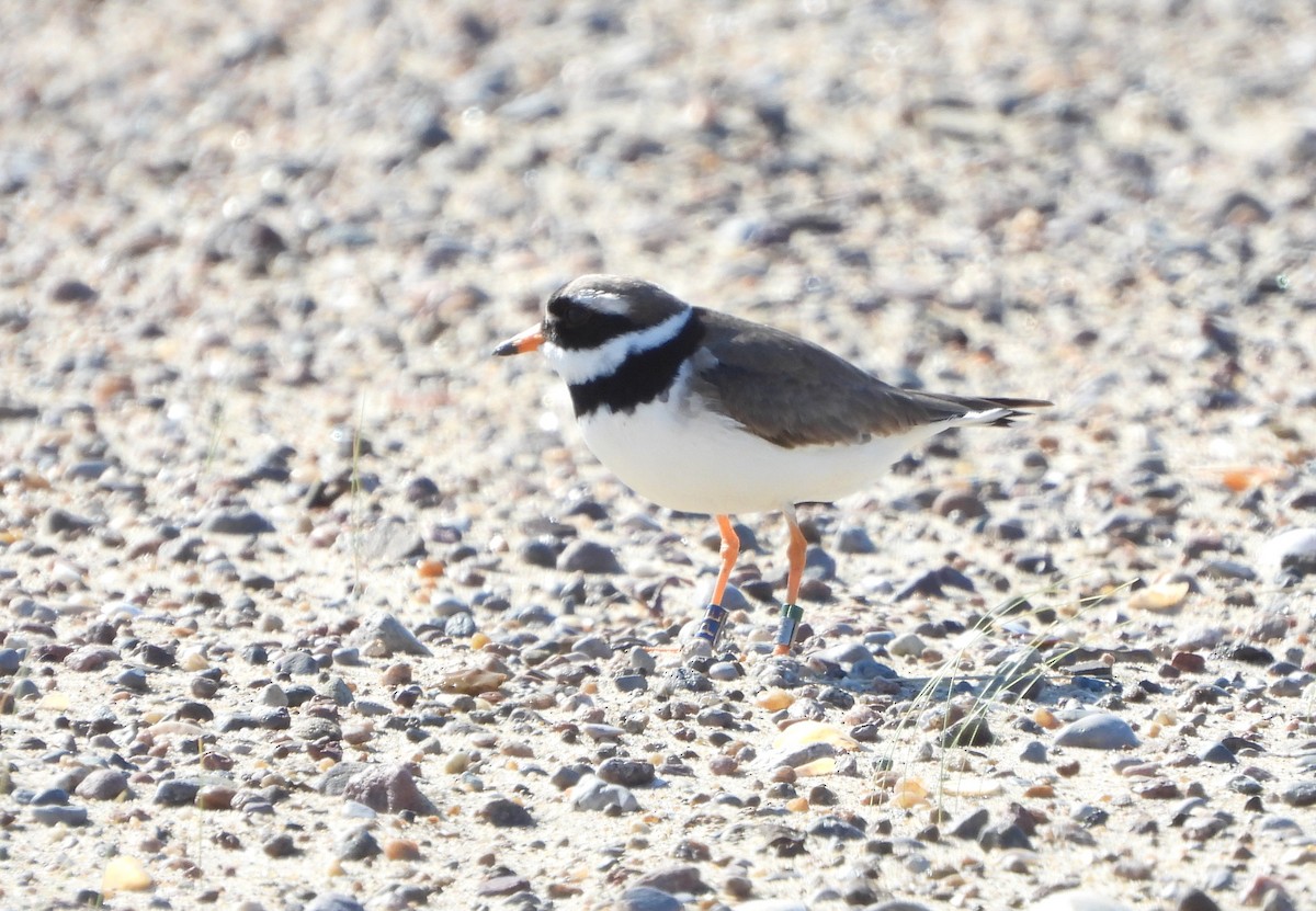 Common Ringed Plover - ML618803331