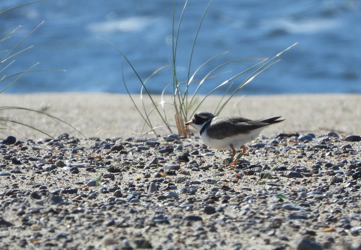 Common Ringed Plover - ML618803332