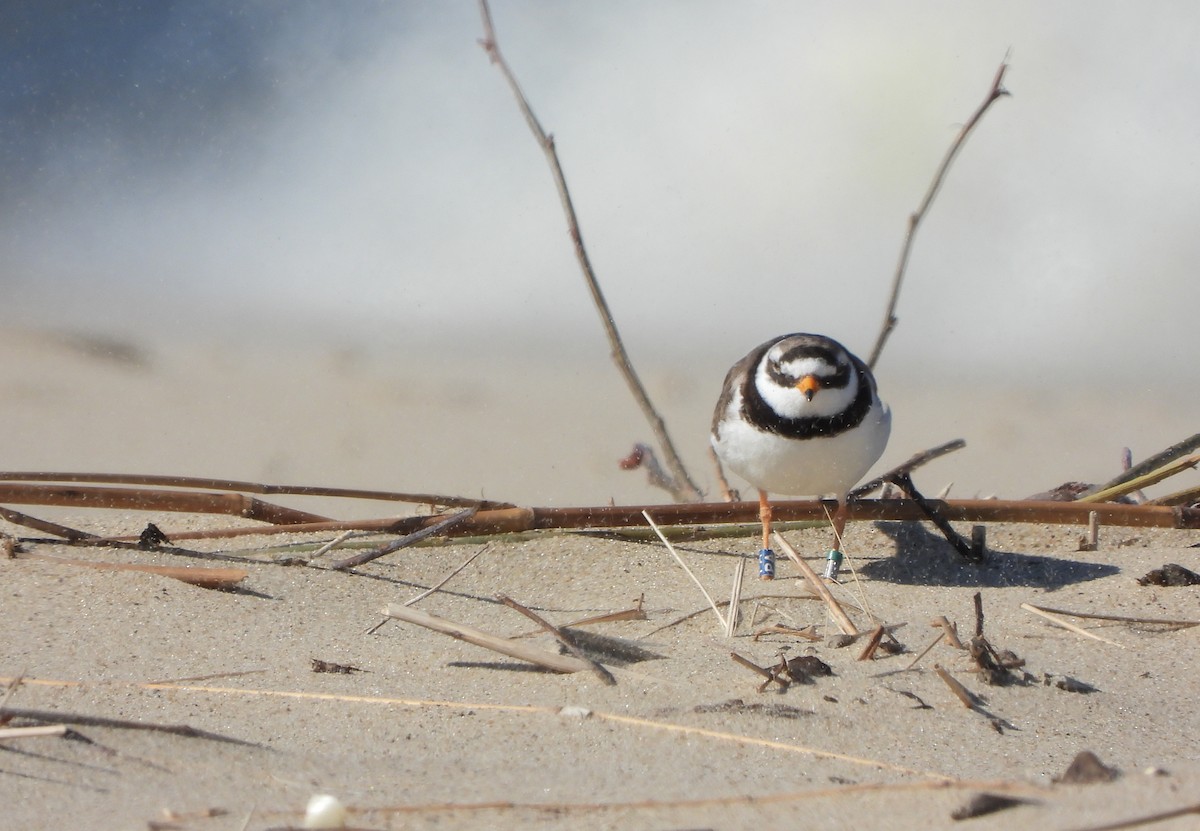 Common Ringed Plover - ML618803333