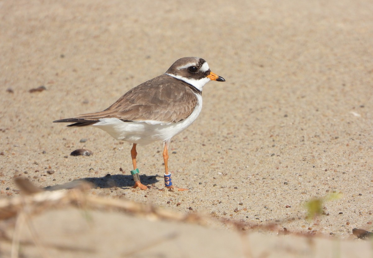 Common Ringed Plover - ML618803336