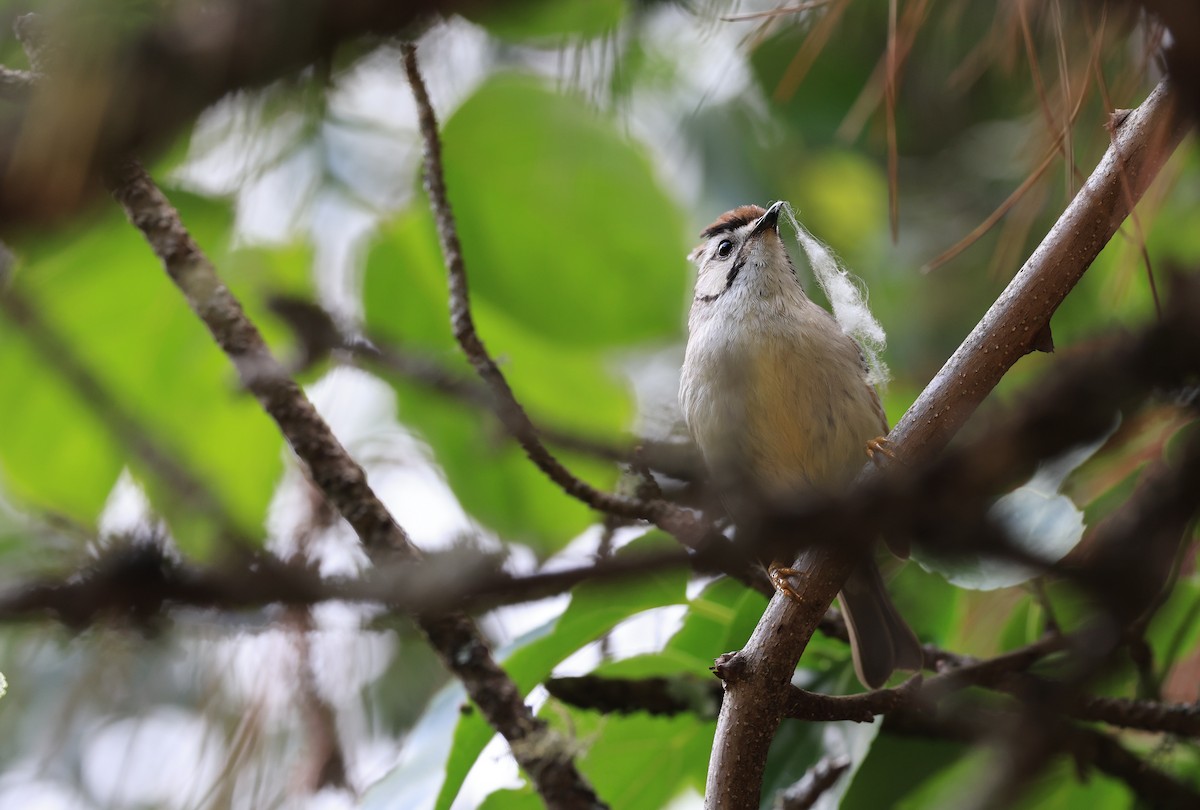 Taiwan Yuhina - Allen Lyu