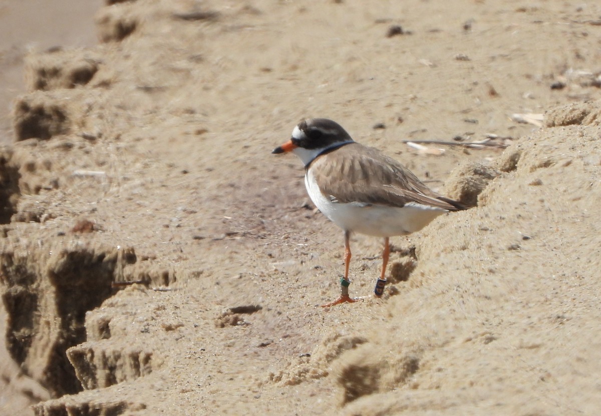 Common Ringed Plover - Helena Trzeciak