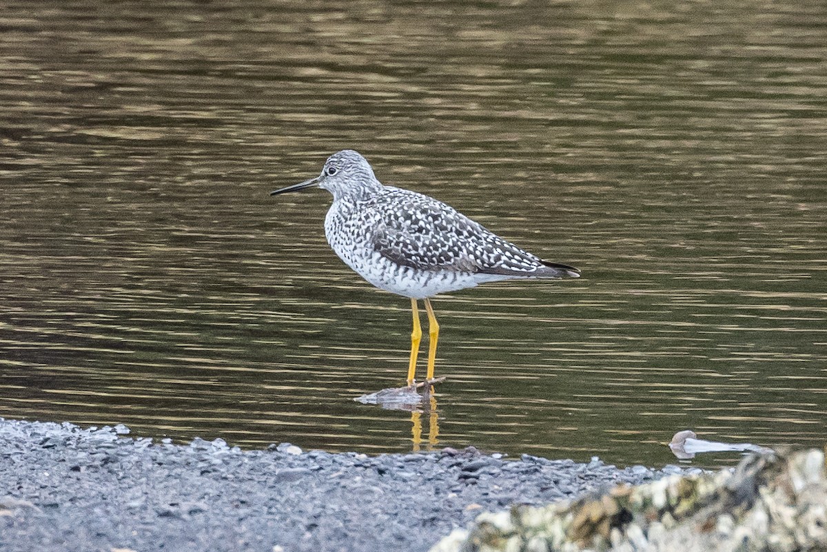 Lesser Yellowlegs - ML618803384